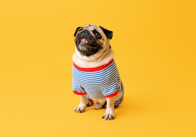 Celebrate in Style: The Best Tips for Planning a Pawsome Pet Birthday Party
